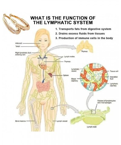 Lymphatic Fashion Oval Earrings, Lymphvity Germanium Earrings, Lymphatic Activity Hoop Earrings With Decorative Box Gold+Silv...