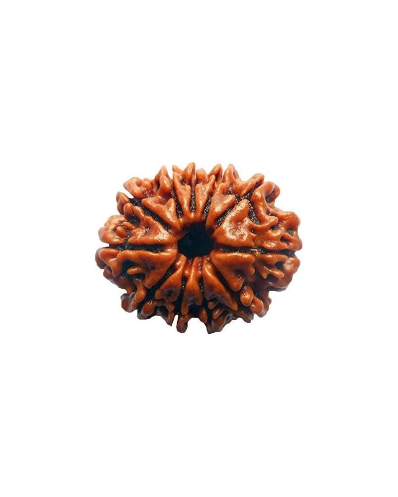 Original Nepali Rudraksha Bead/Rudraksha Bead Natural Rudra Religious Rosary Bead Rudra bead 11 mukhi $33.03 Necklaces