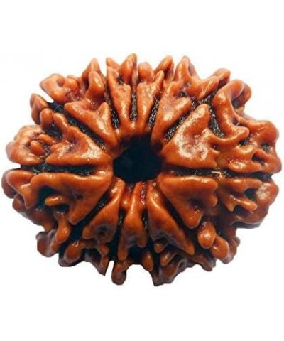 Original Nepali Rudraksha Bead/Rudraksha Bead Natural Rudra Religious Rosary Bead Rudra bead 11 mukhi $33.03 Necklaces